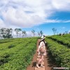 Hành Hương Linh Quy - Pháp Ấn: TPHCM - Bảo Lộc (2 ngày 1 đêm) - Du lịch Cảnh Việt