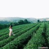 Hành Hương Linh Quy - Pháp Ấn: TPHCM - Bảo Lộc (2 ngày 1 đêm) - Du lịch Cảnh Việt